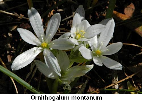 Ornithogalum montanum.jpg